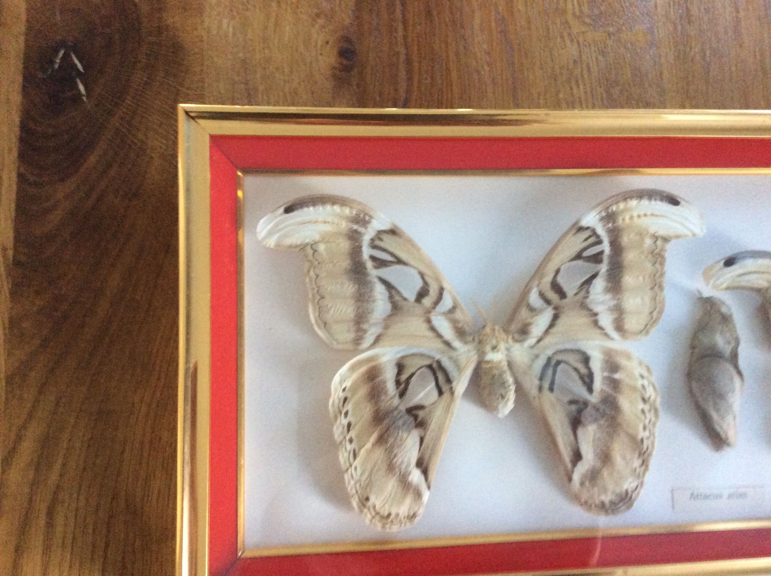 Naturalized butterfly frame