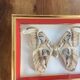 Naturalized butterfly frame