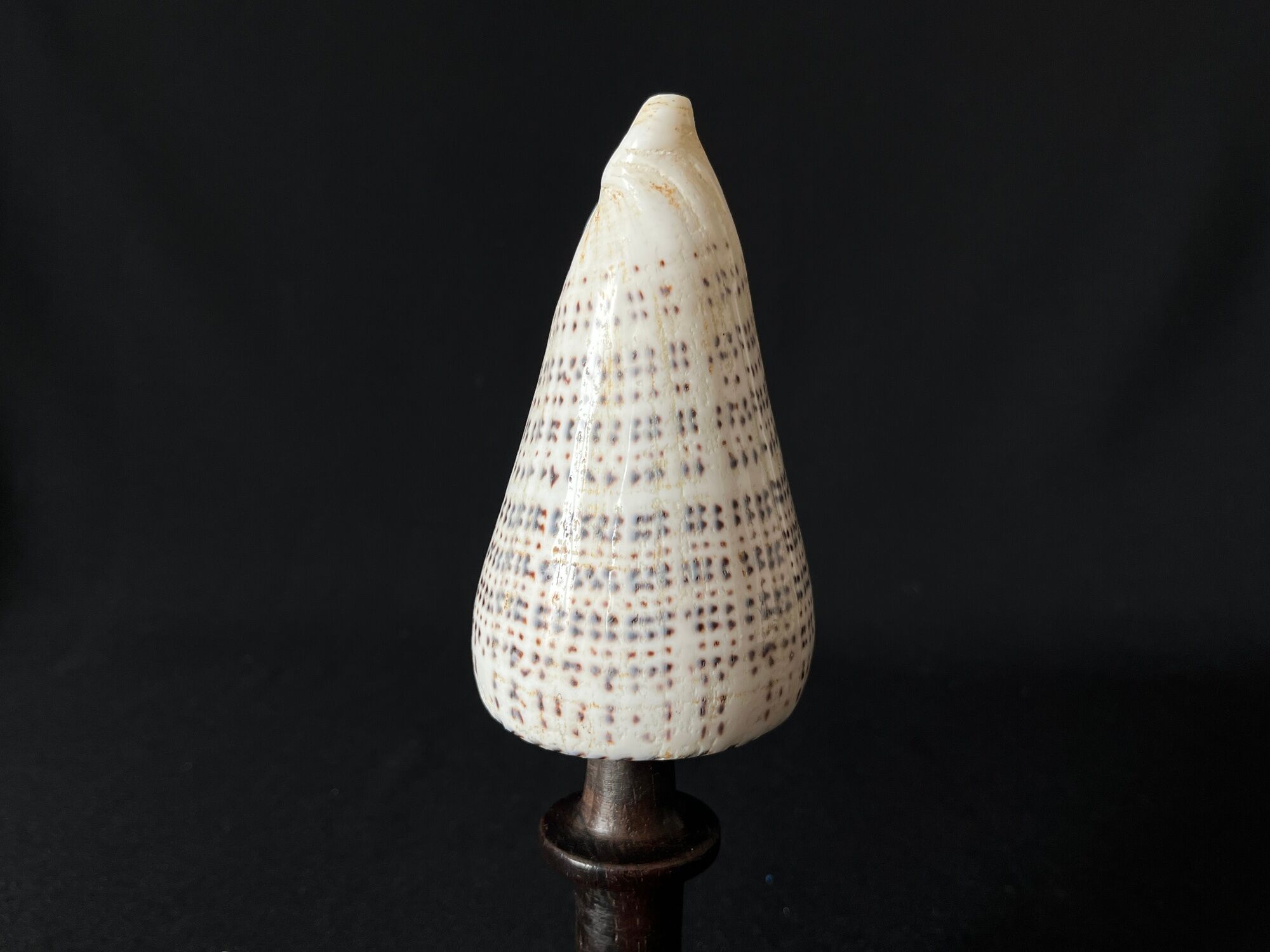 Shell Conus Litteratus on blackened turned wooden base old cabinet of curiosities