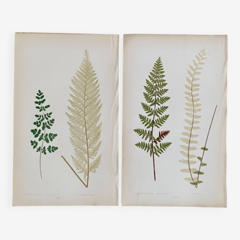 Botanical plates 1861, English edition