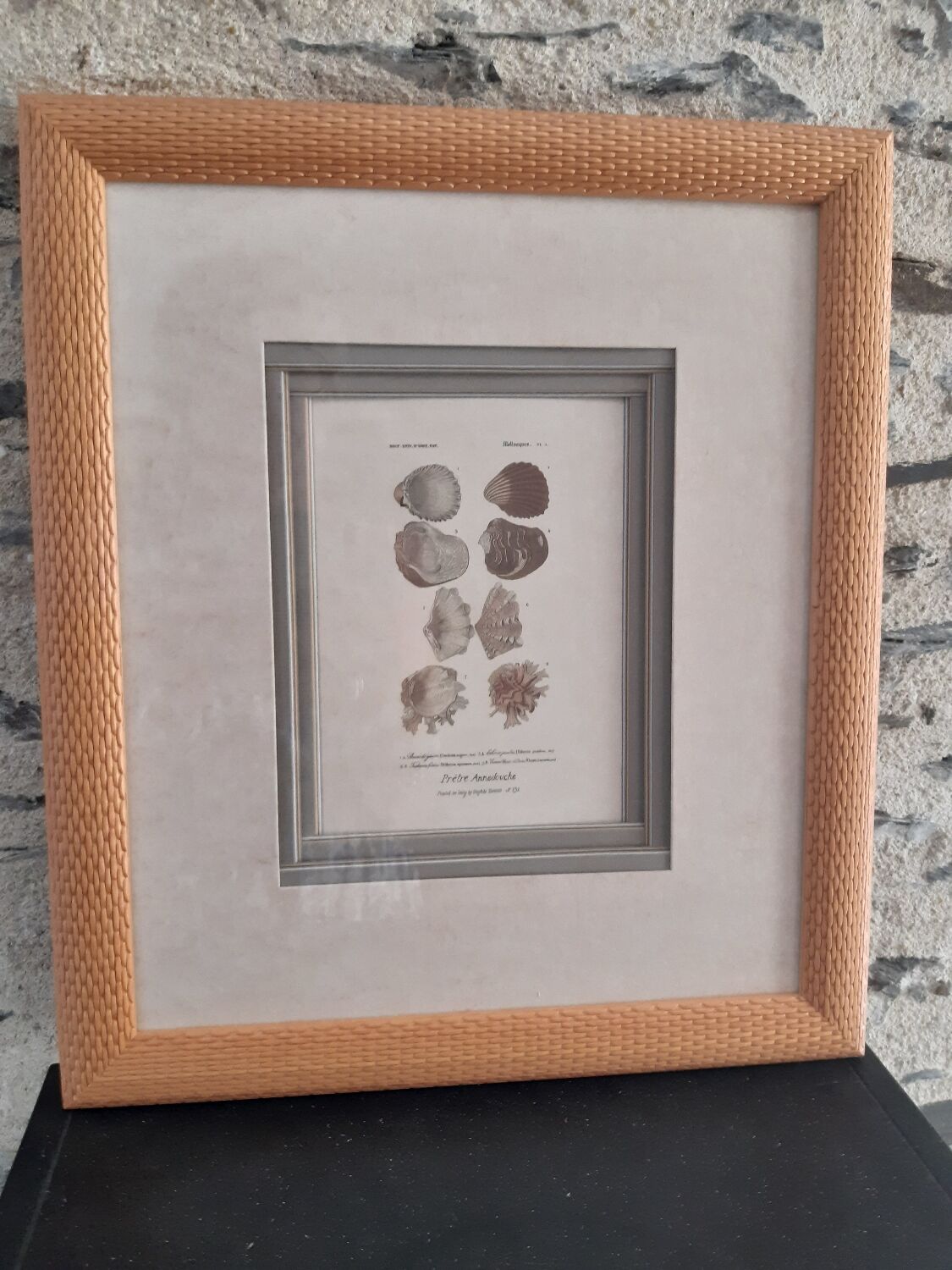 Framed antique engraving "shells"