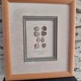 Antique framed engraving "shells"