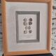 Framed antique engraving "shells"