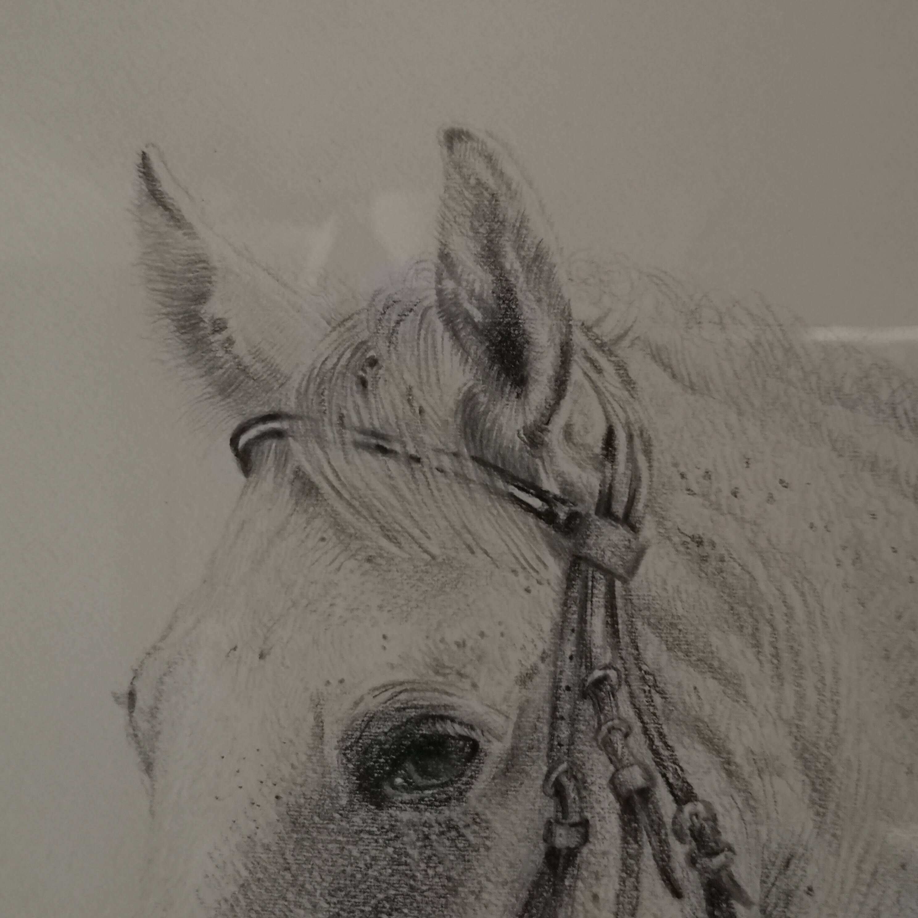 Pencil wash drawing on vellum horse painting signature to identify framed signed and dated