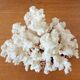 Ancient Coral XL