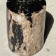 Black petrified wood side table with beige side H35 D24 - 3352