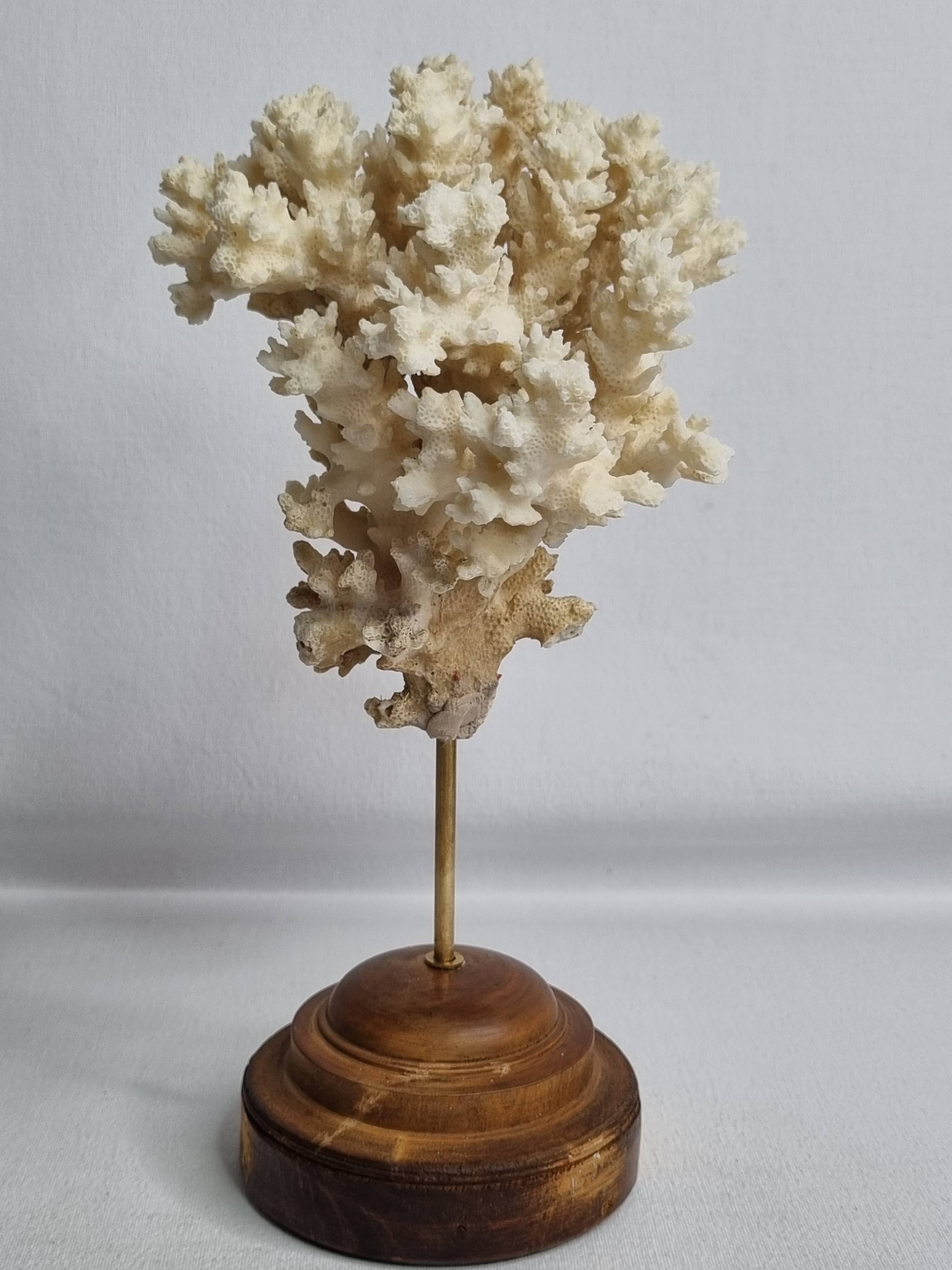 Antique ornamental coral Acropora on solid wood base, 21 cm