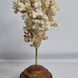 Ancien corail ornemental Acropora sur socle en bois massif, 21 cm