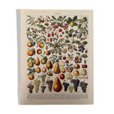 Lithograph engraving on fruits from 1928