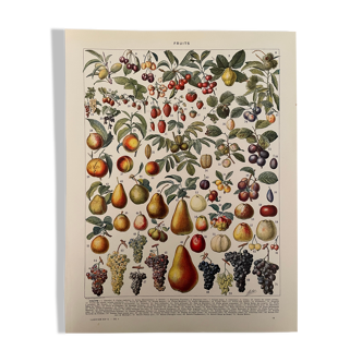 Lithograph engraving on fruits from 1928