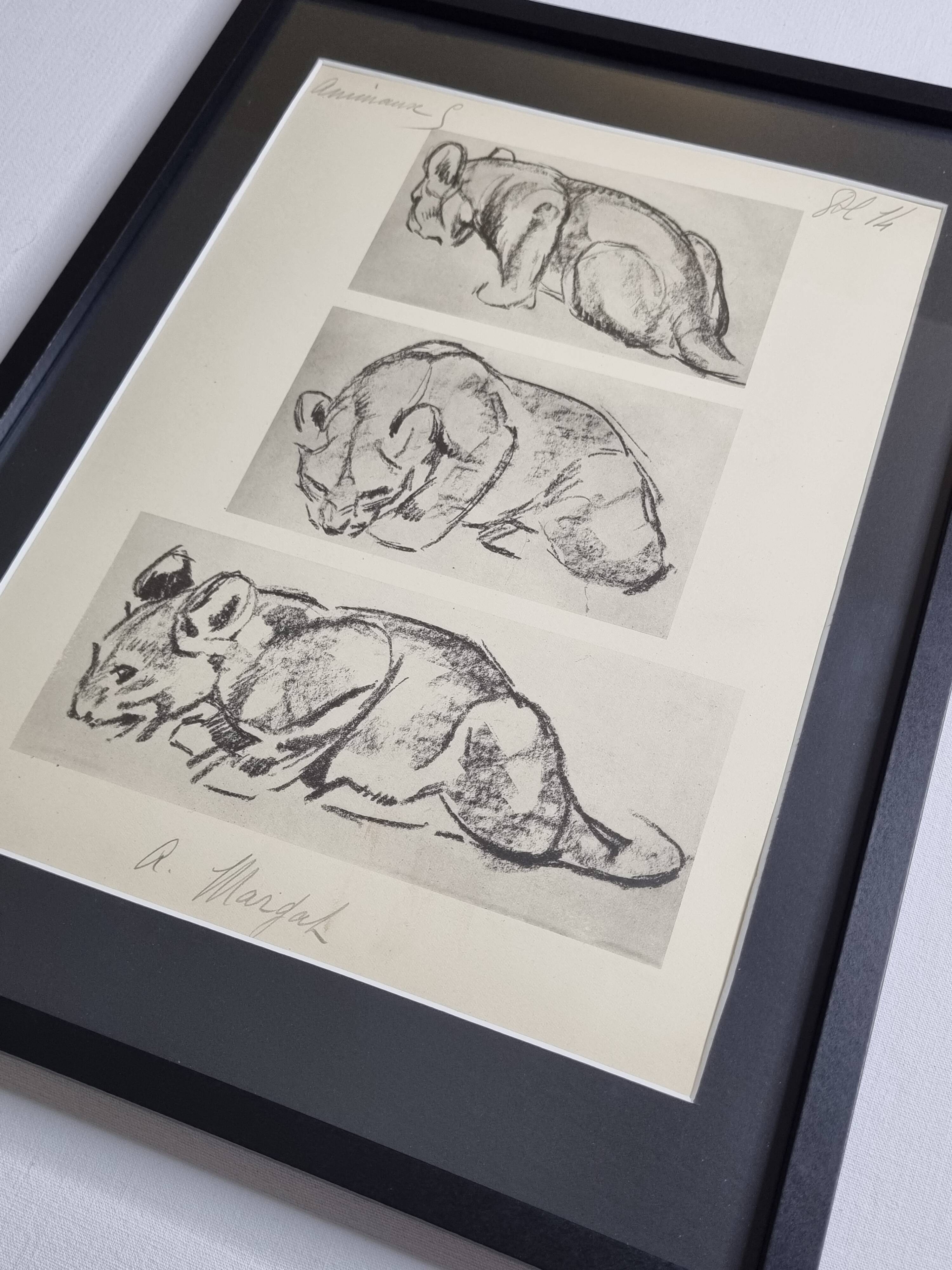 Illustrated plate, Studies of a lion cub sketch, Signed André Margat, 1930