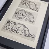 Illustrated plate, Studies of a lion cub sketch, Signed André Margat, 1930