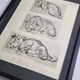 Illustrated plate, Studies of a lion cub sketch, Signed André Margat, 1930