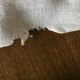 Old table set 12 napkins and tablecloth monogrammed AD