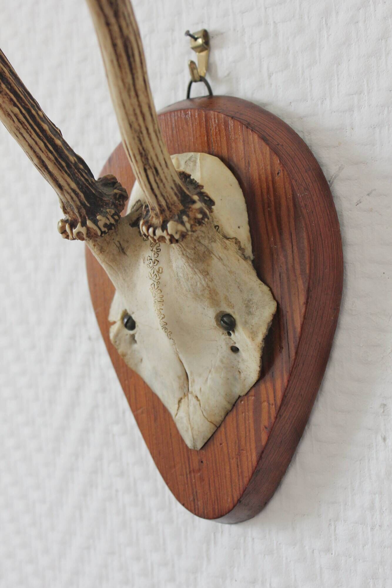 Curiosity Cabinet Hunting Trophy on Vintage Wooden Base