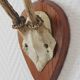 Curiosity Cabinet Hunting Trophy on Vintage Wooden Base