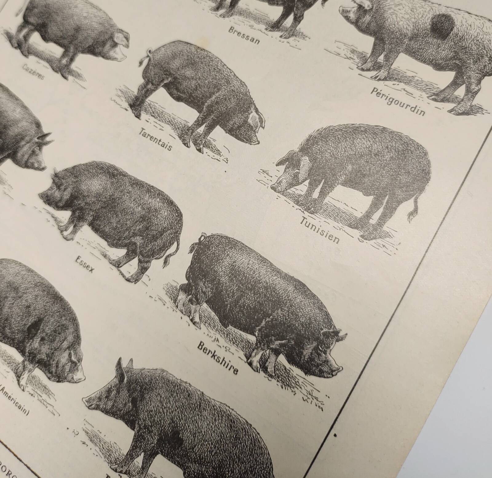Original engraving from 1922 - Pig (2) - Old Pig board by AG Richard