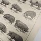 Original engraving from 1922 - Pig (2) - Old Pig board by AG Richard
