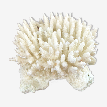 Corail blanc ancien