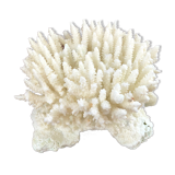 Ancient white coral