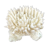 Ancient white coral
