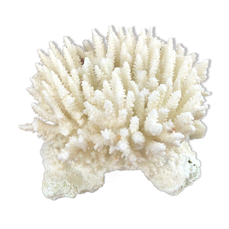 Ancient white coral