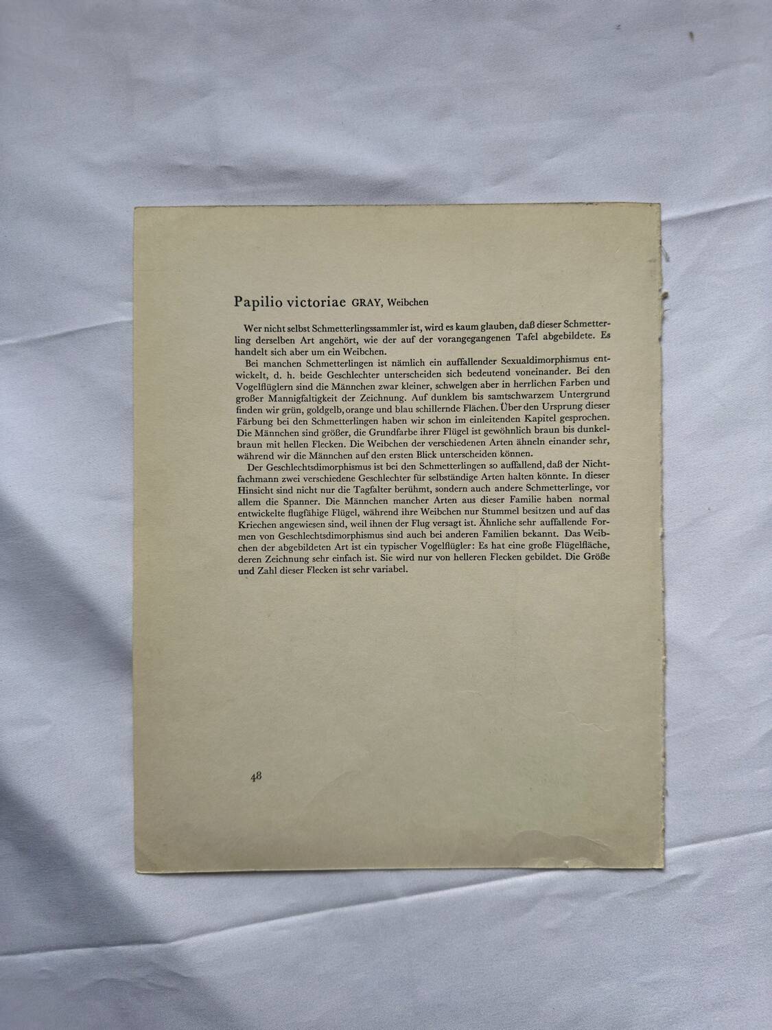 Botanical naturalist plate butterfly old engraving