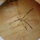 Table Boris Tabacoff