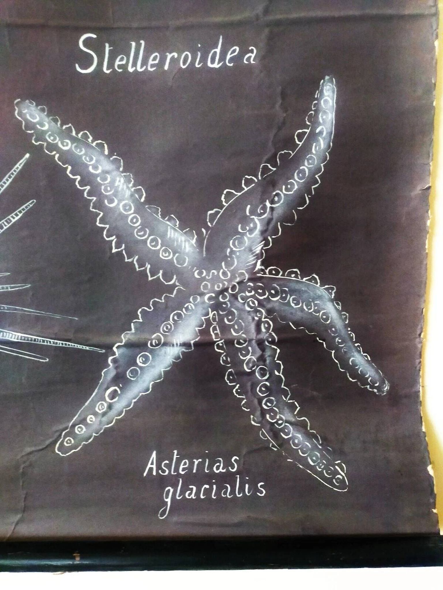 Rare educational grand tableau hand-drawn of extinct echinoderms, 19th century.