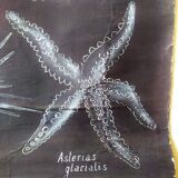 Rare educational grand tableau hand-drawn of extinct echinoderms, 19th century.