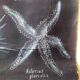 Rare educational grand tableau hand-drawn of extinct echinoderms, 19th century.