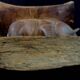 African Art - Old Akan Stool - Ivory Coast