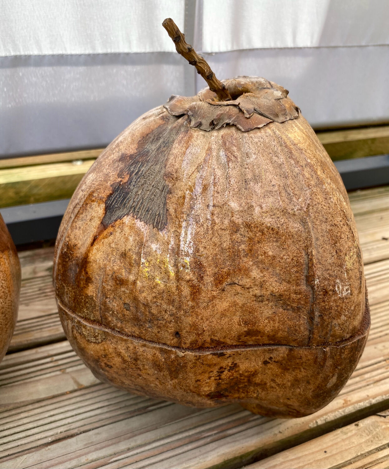 Pair of coconut ice buckets