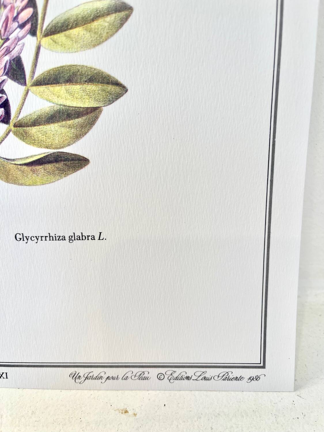 Botanical plate – Liquorice – Louis Pariente, 1986