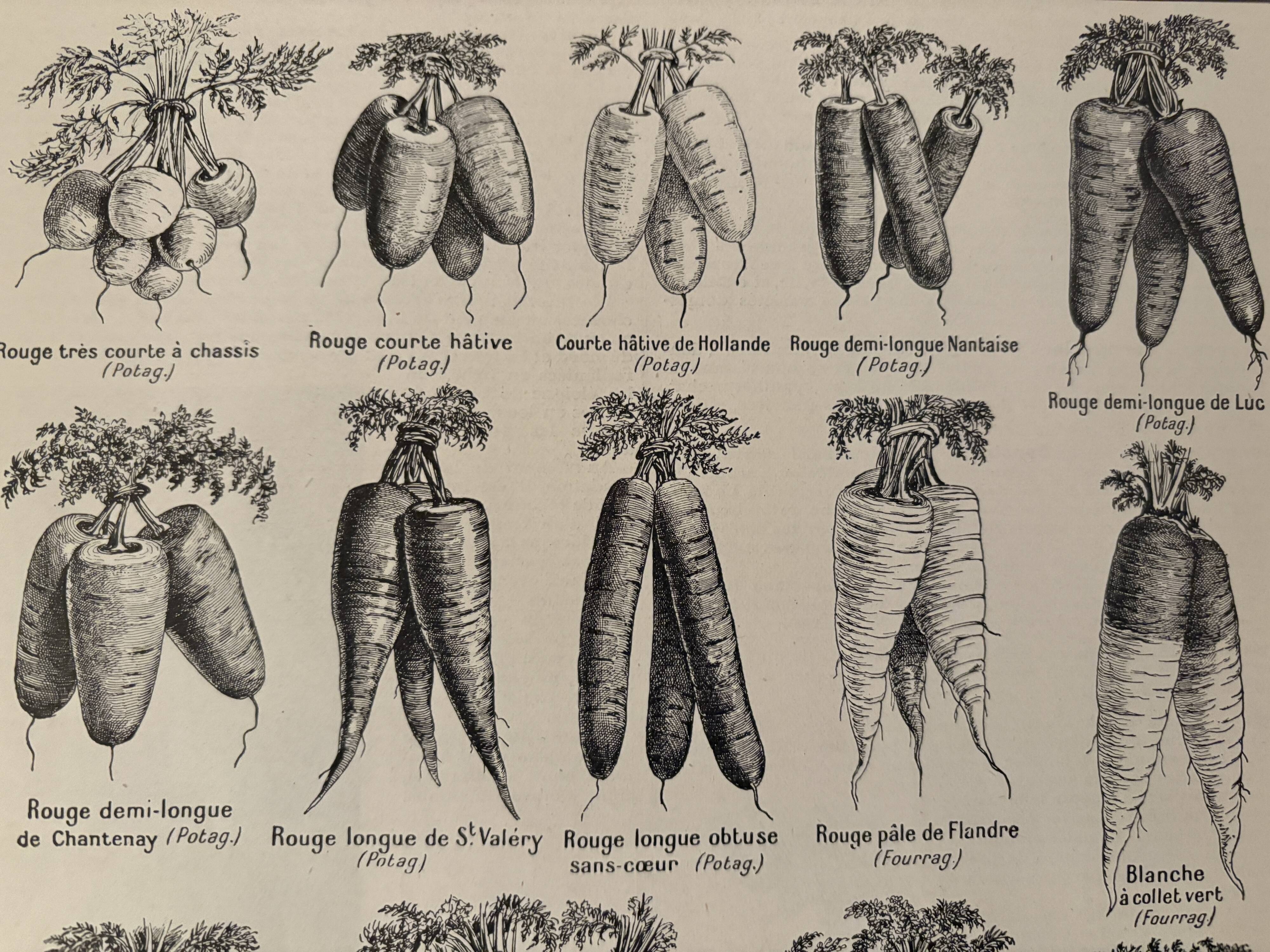 Lithograph on carrots - 1920