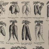 Lithograph on carrots - 1920
