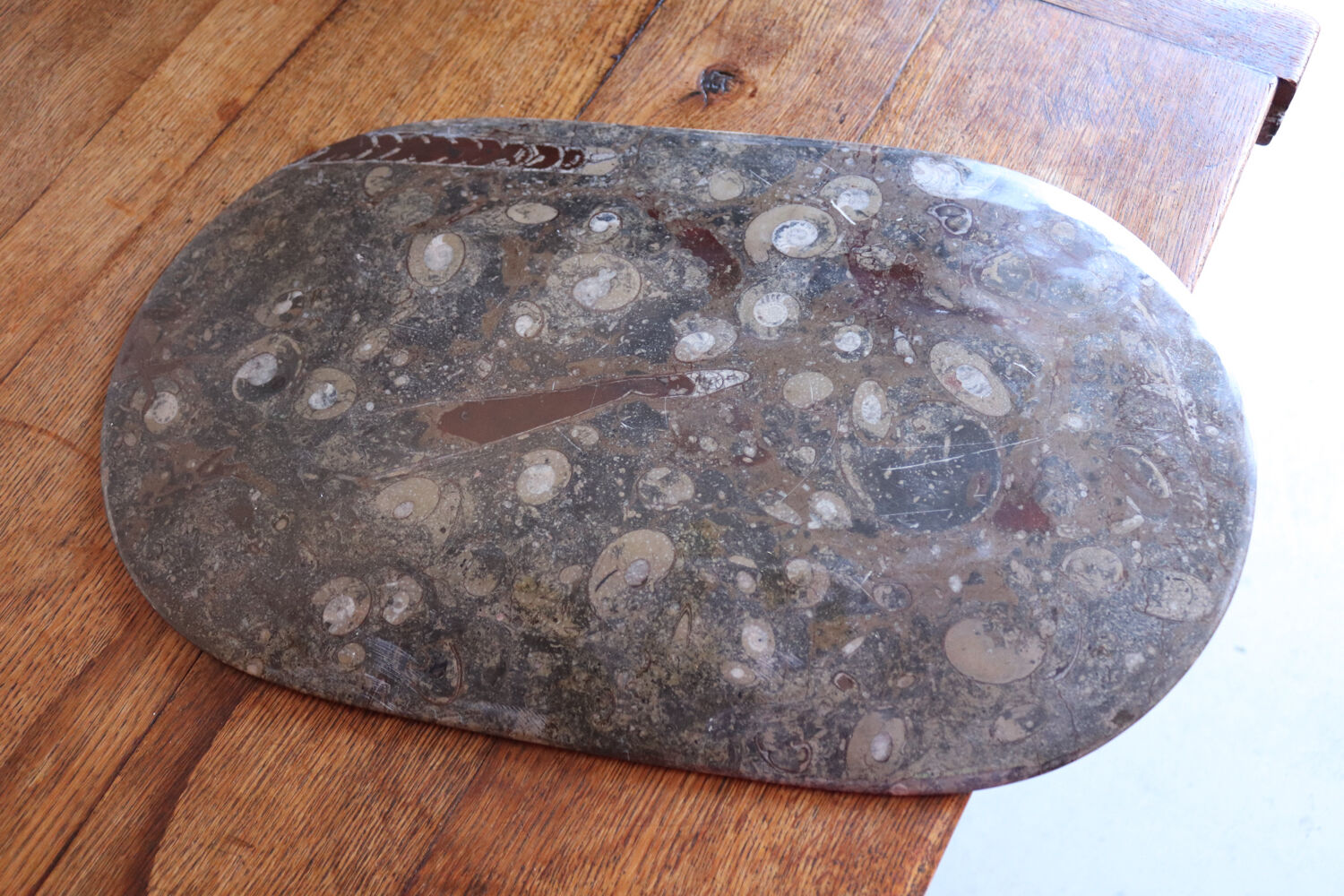 Large fossil stone plateau – ammonites and orthoceras