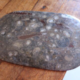 Large fossil stone plateau – ammonites and orthoceras