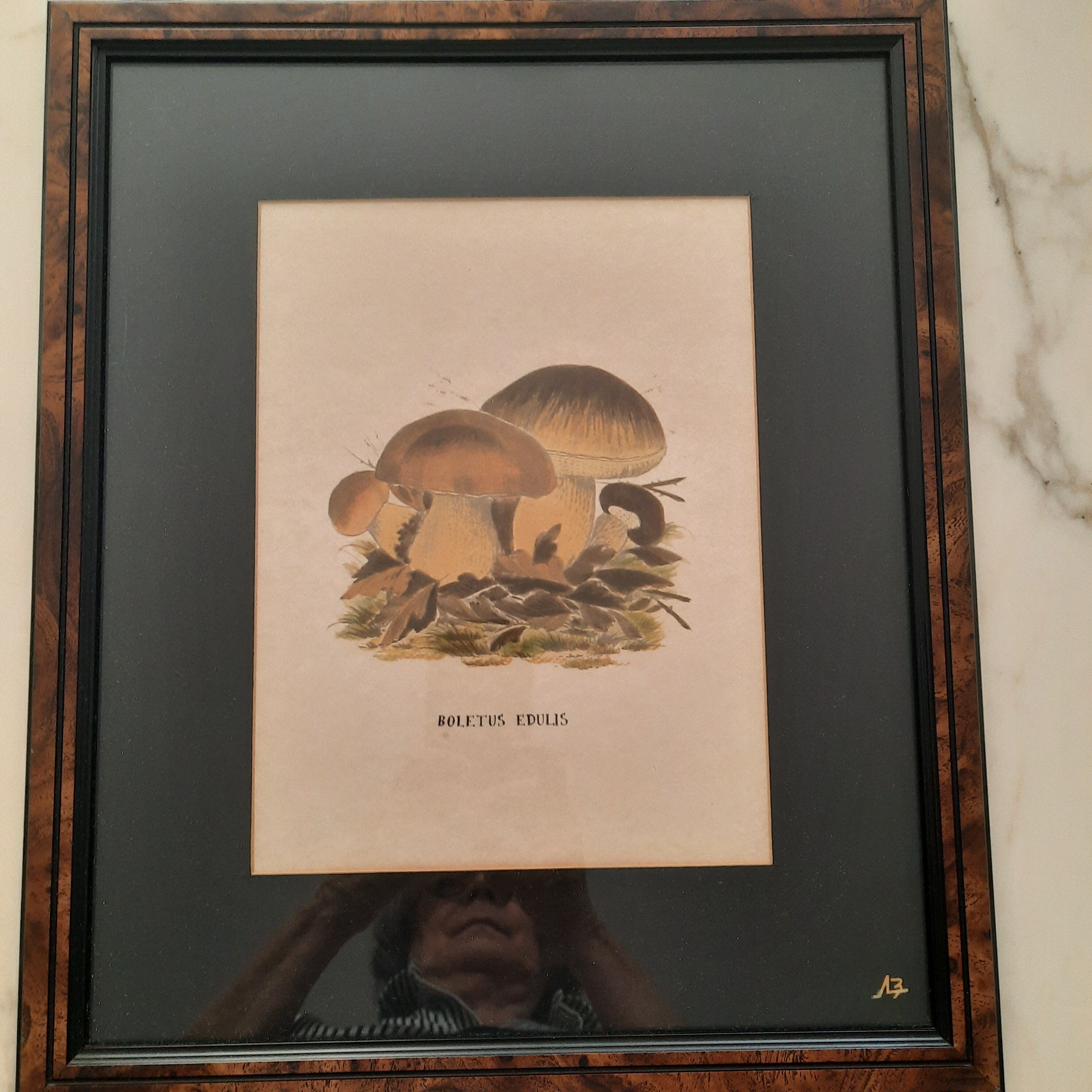 Series of 5 framed engravings