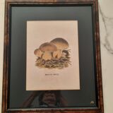Série de 5 gravures encadrées