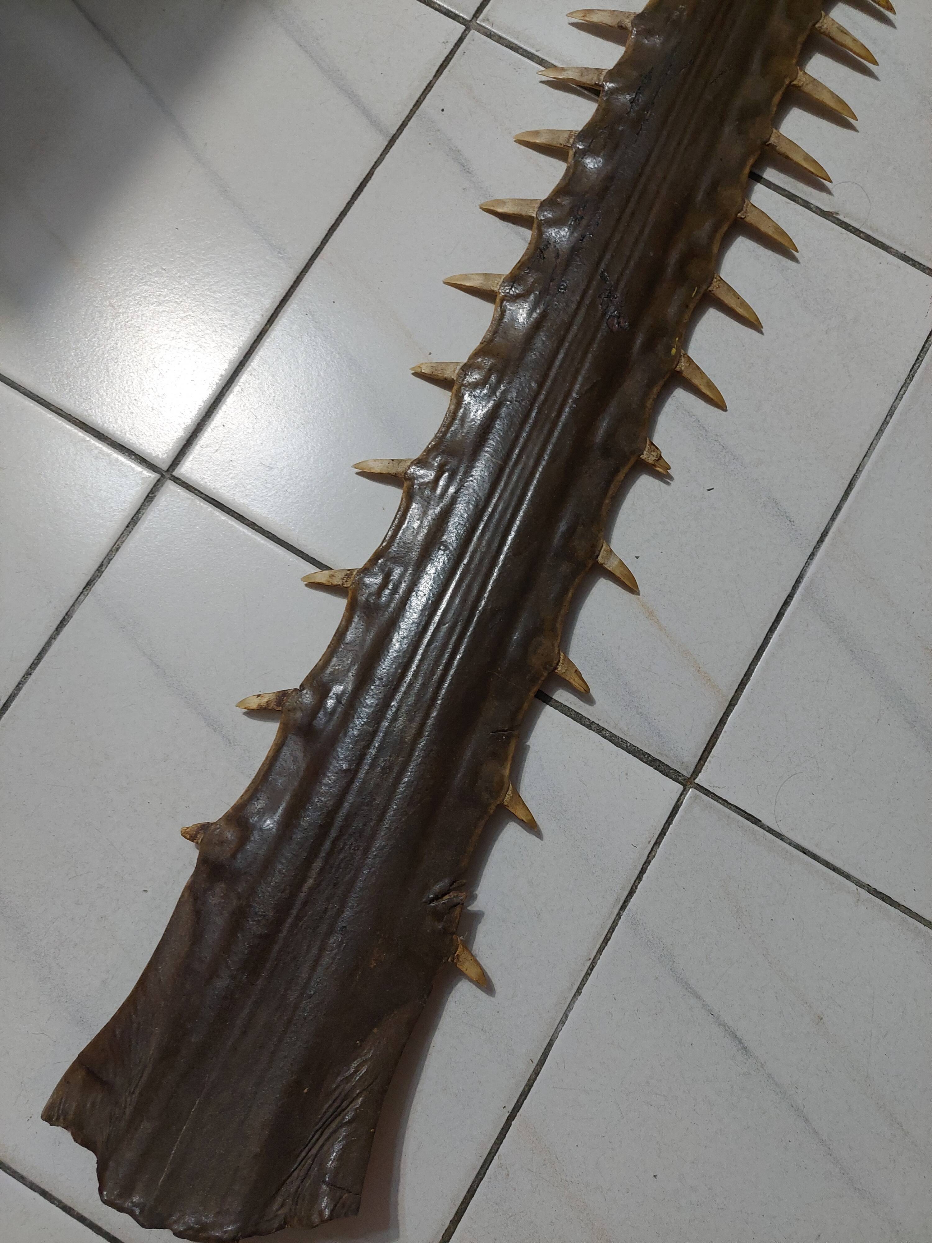 LARGE SAWFISH ROSTRUM