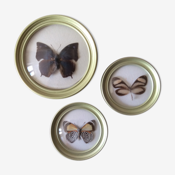 3 butterflies naturalized under frames bulging glass