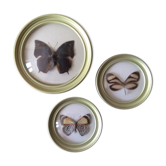 3 butterflies naturalized under frames bulging glass