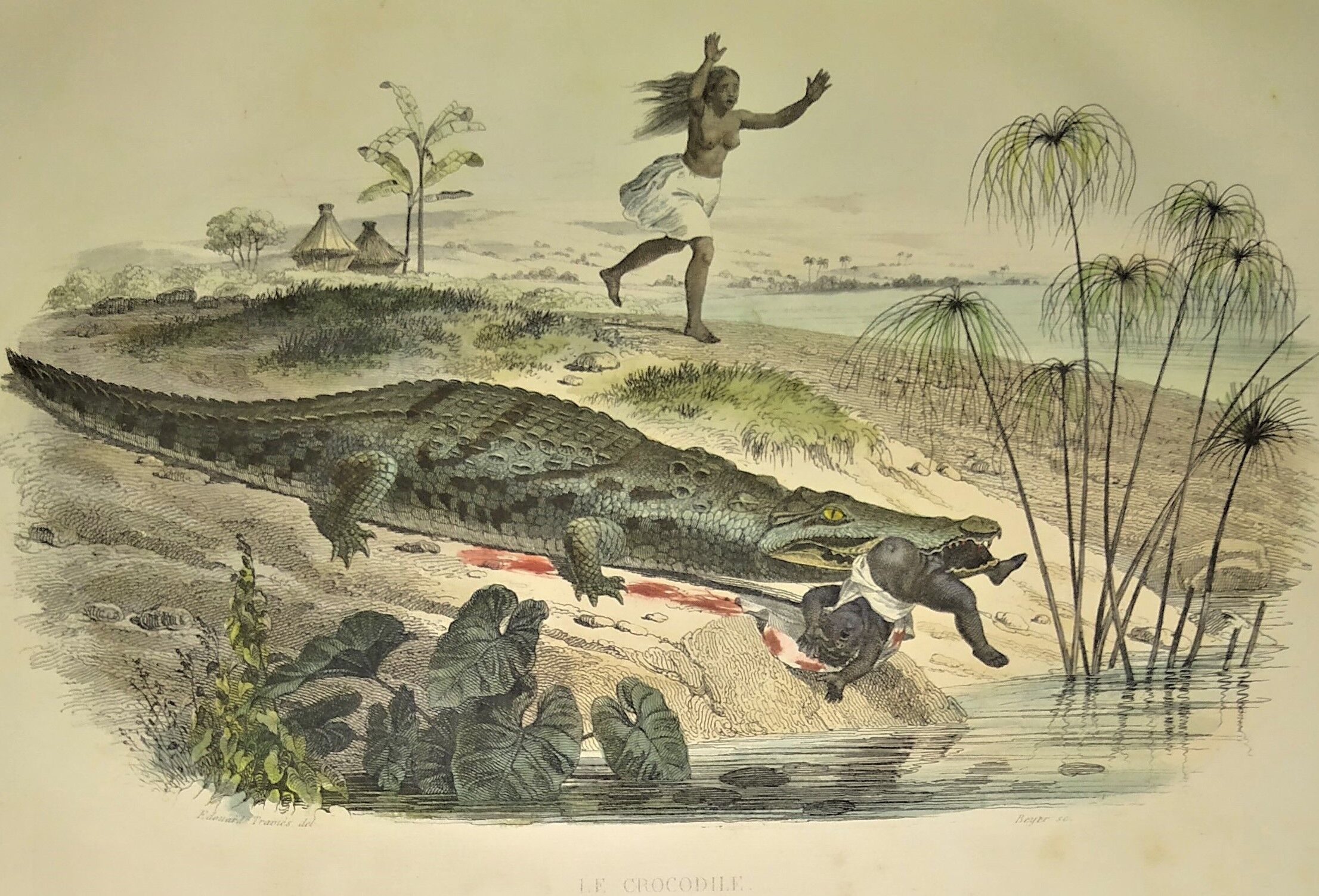 Original zoological plate of 1839 " the crocodile "