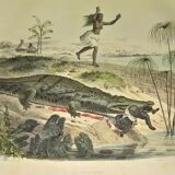 Original zoological plate of 1839 " the crocodile "