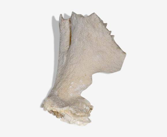 Ancient white coral