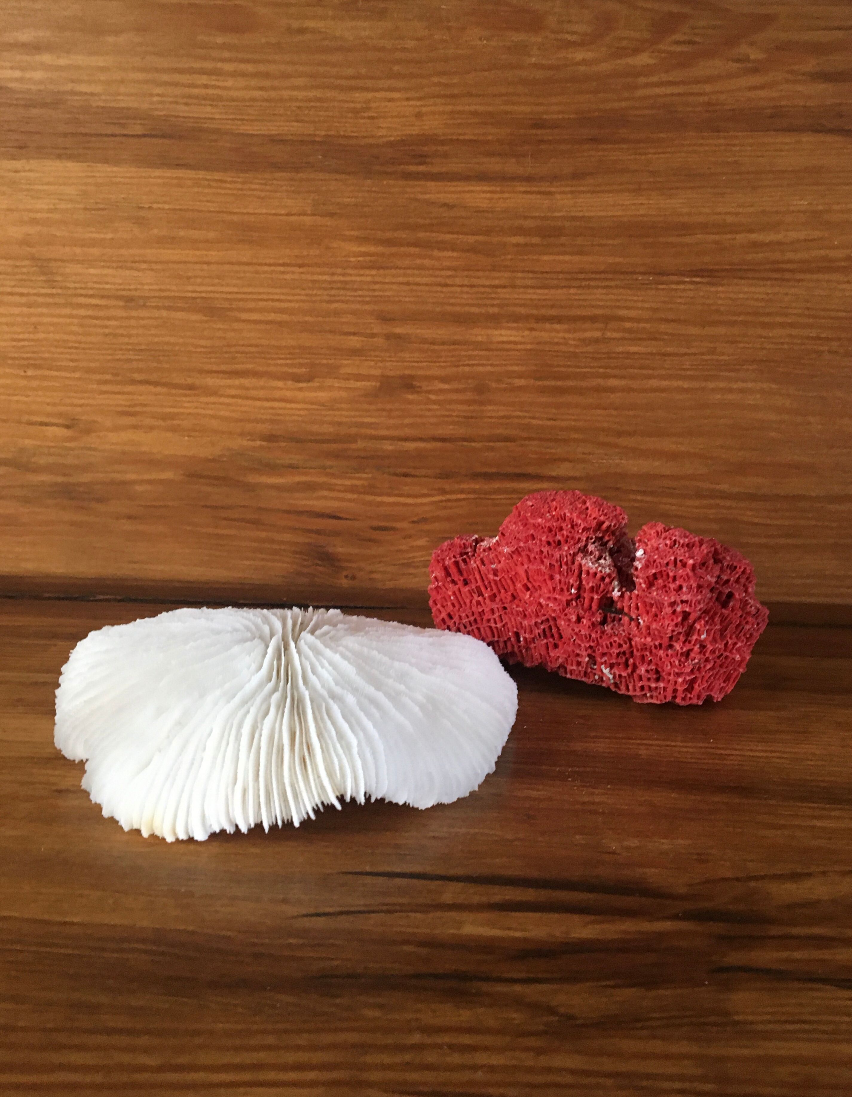 Coral, 13 cm