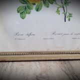 Litho yellow sulfur rose p