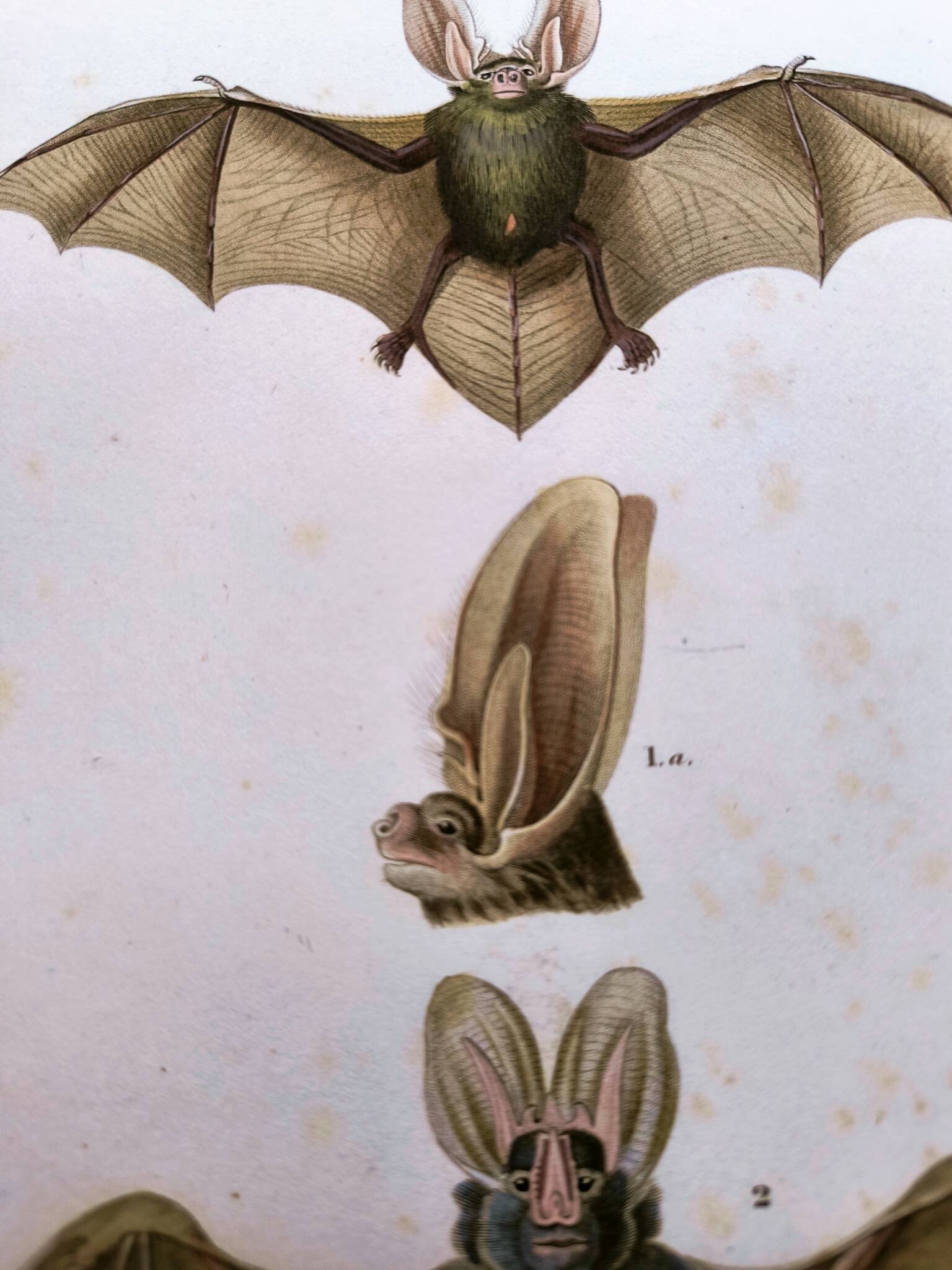 Antique engraving from 1849. Bat by PL Oudart. Hand-colored.