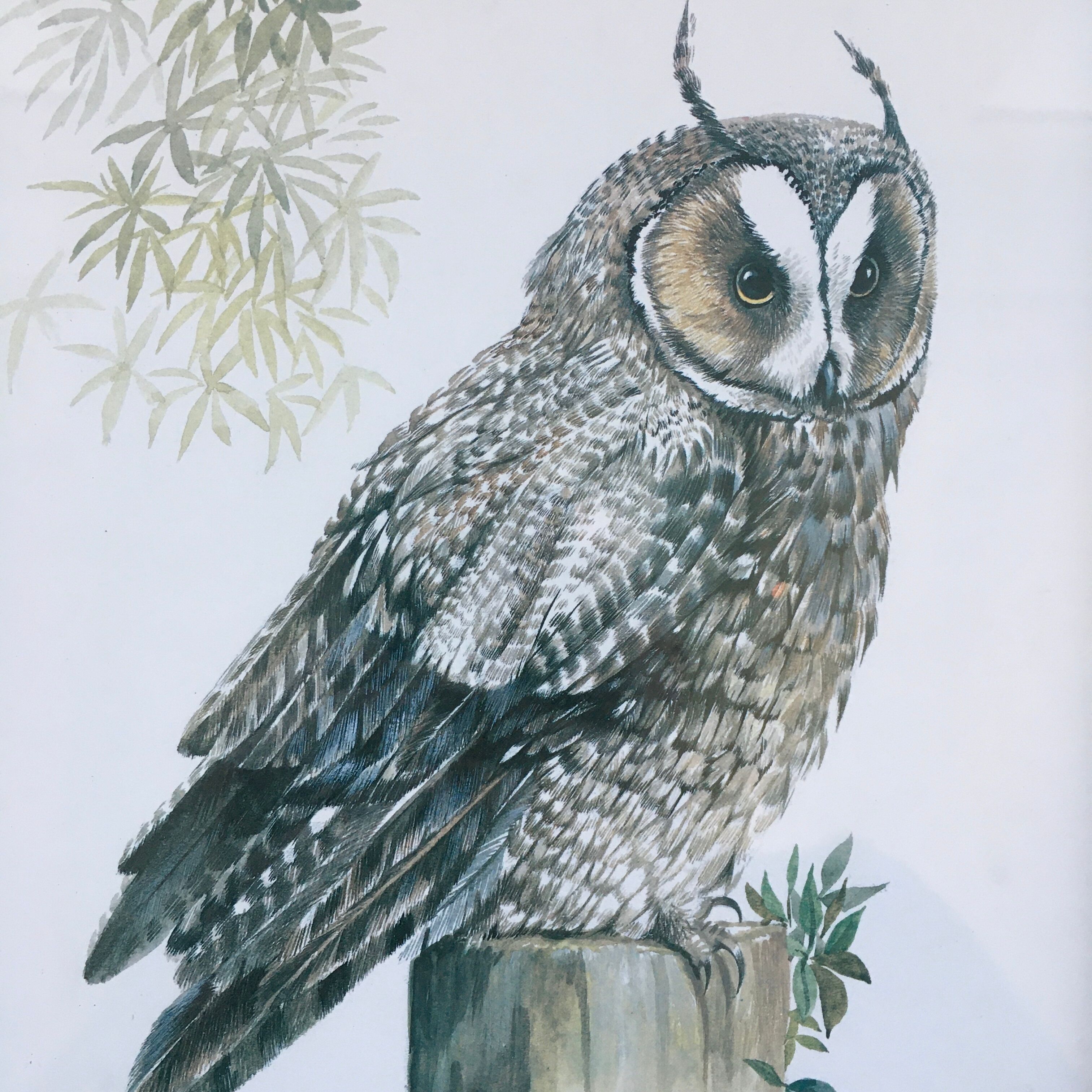 Owl ornithological board
